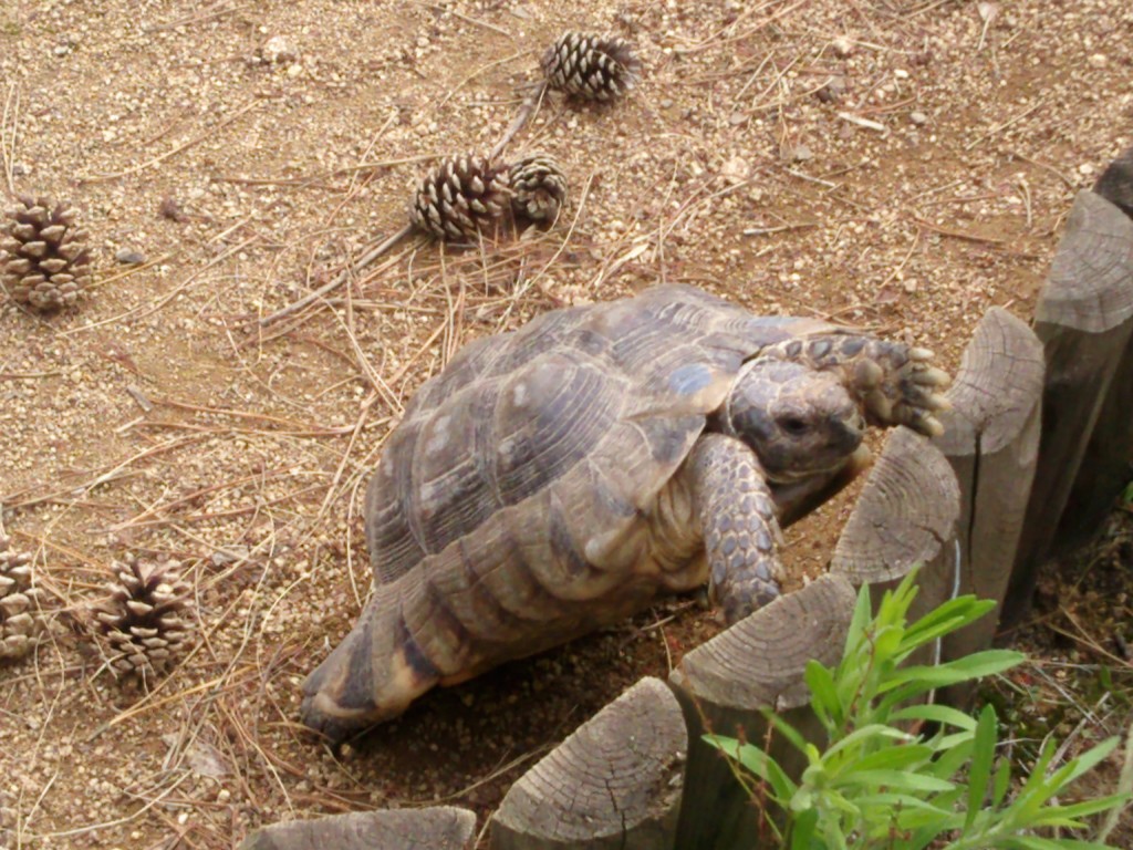 Keeping Tortoises As Pets at MadelineDyer.com